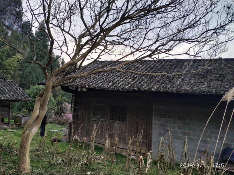 紫薇