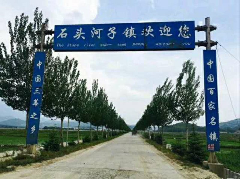 双季红树莓苗红树莓苗红树莓