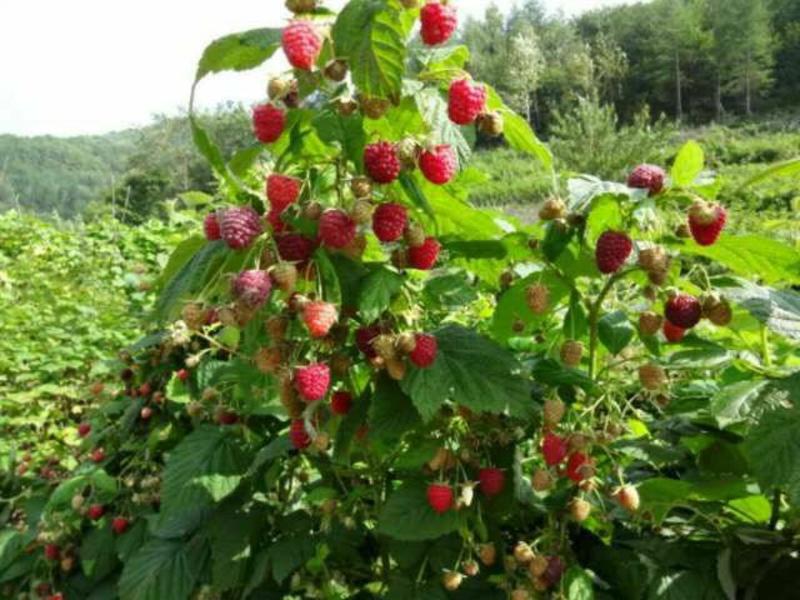 双季红树莓苗红树莓苗红树莓