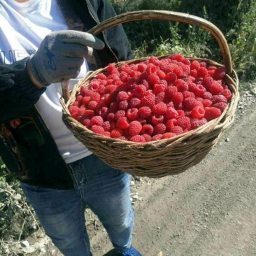 双季红树莓苗红树莓苗红树莓