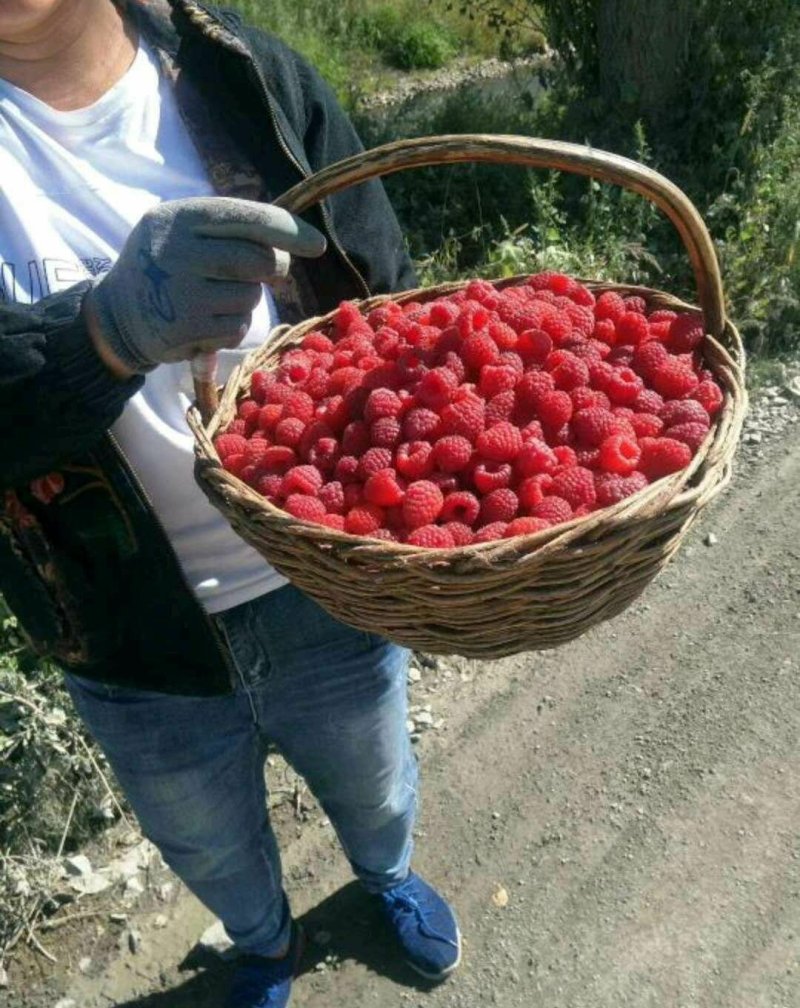 双季红树莓苗红树莓苗红树莓