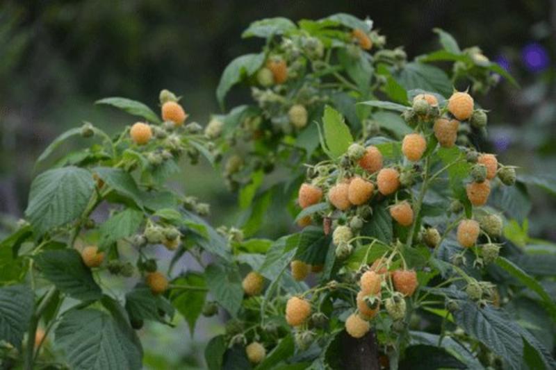 双季黄树莓苗当年挂果苗大果粒特别甜的黄树莓