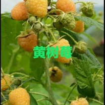 双季黄树莓苗当年挂果苗大果粒特别甜的黄树莓