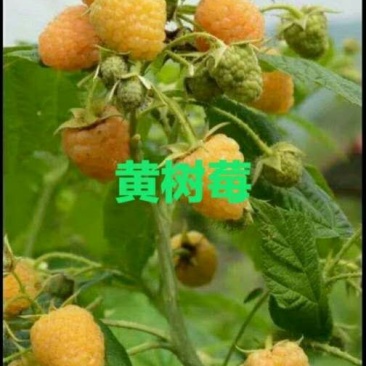 双季黄树莓苗当年挂果苗大果粒特别甜的黄树莓