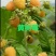 双季黄树莓苗当年挂果苗大果粒特别甜的黄树莓