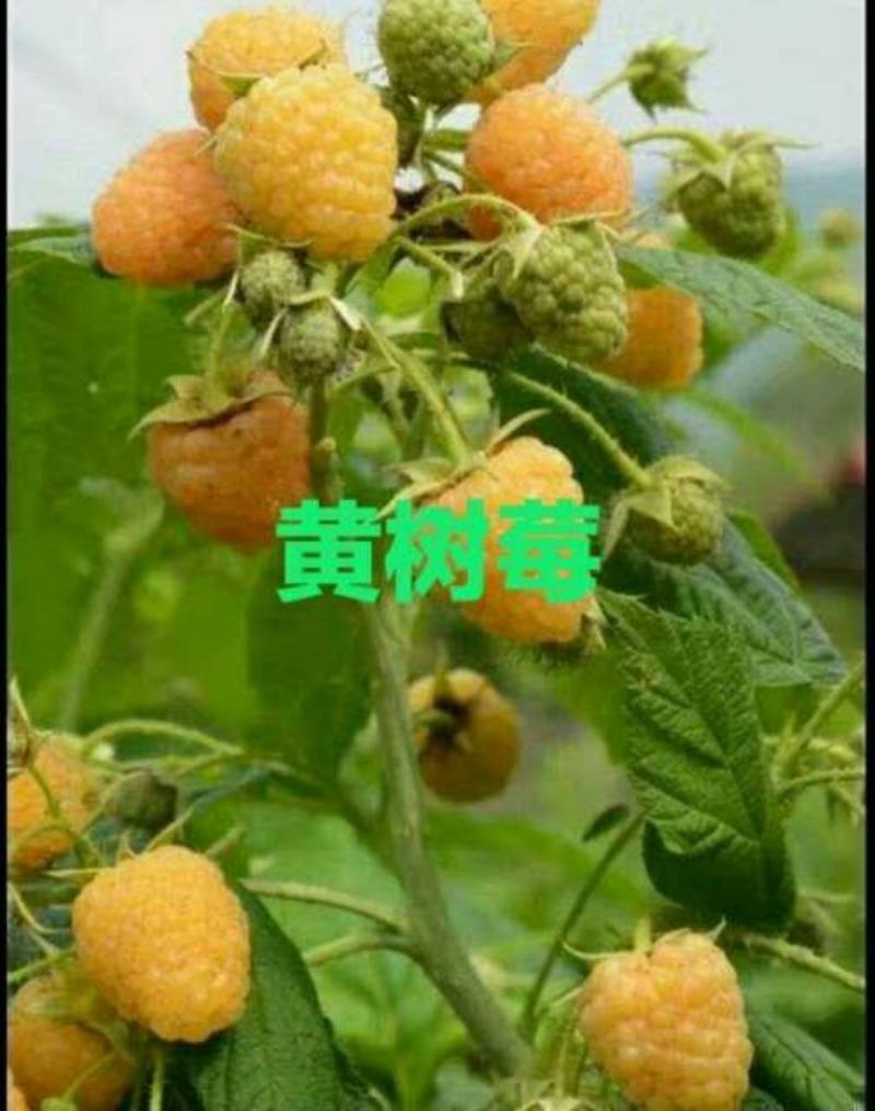 双季黄树莓苗当年挂果苗大果粒特别甜的黄树莓