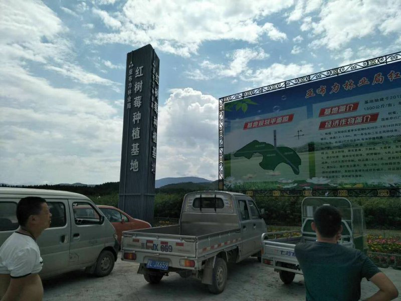 双季黄树莓苗当年挂果苗大果粒特别甜的黄树莓