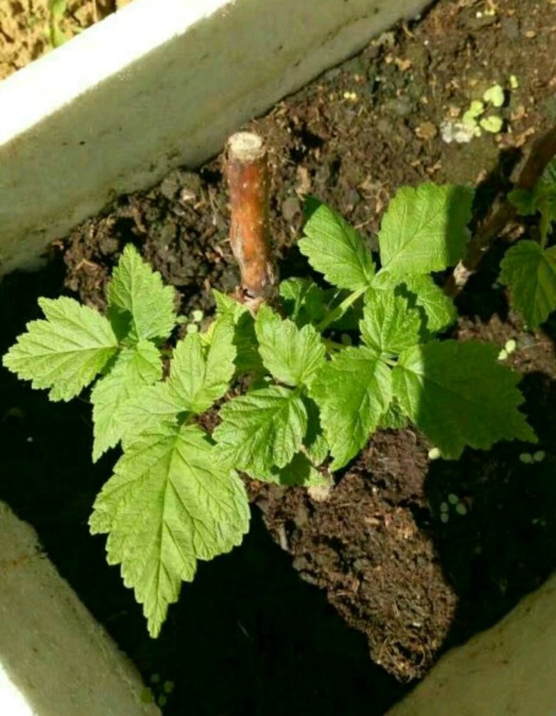 双季黄树莓苗当年挂果苗大果粒特别甜的黄树莓