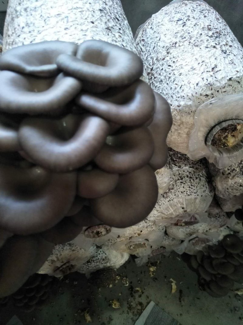 平菇出菇菌棒（可以根据需要订制）