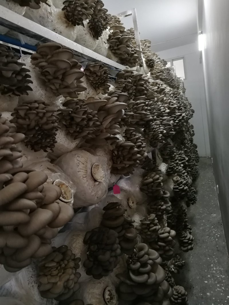 平菇出菇菌棒（可以根据需要订制）