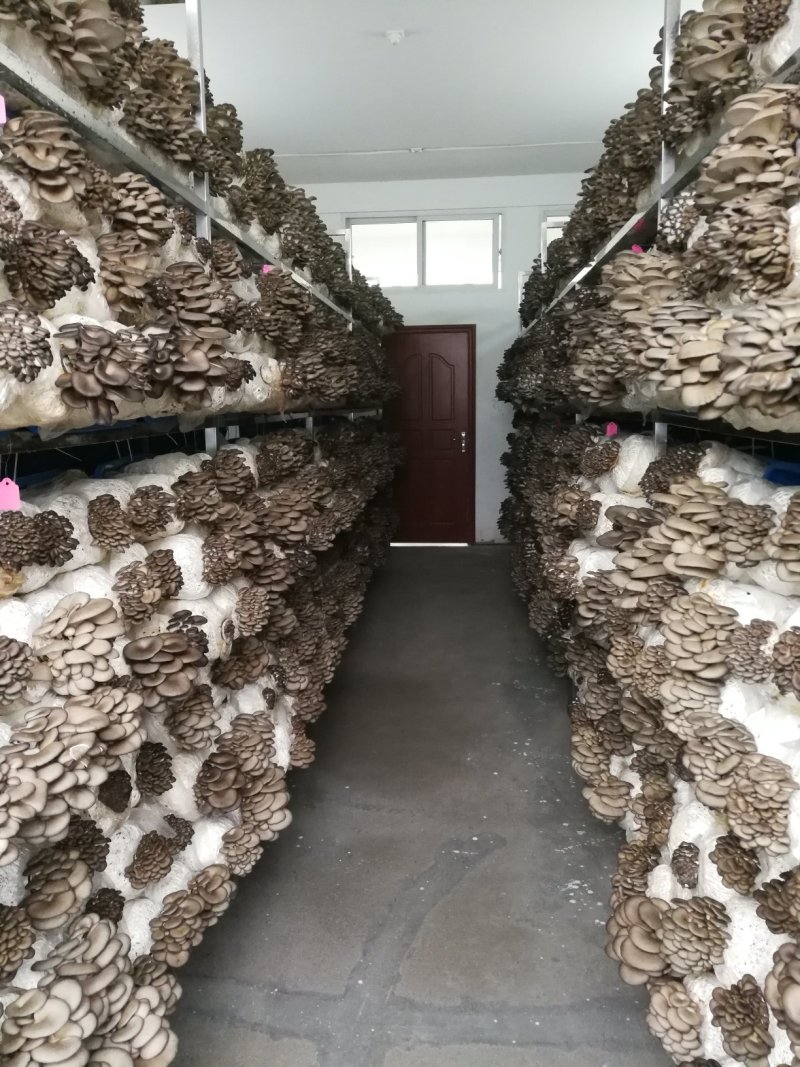 平菇出菇菌棒（可以根据需要订制）