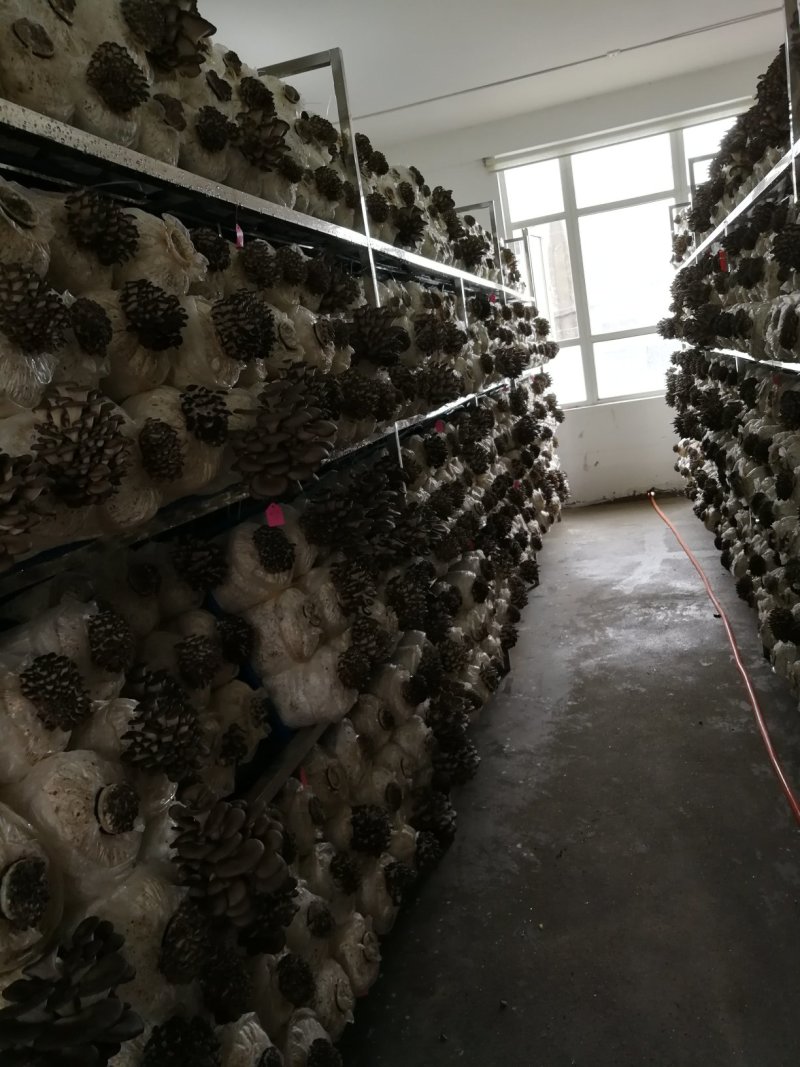 平菇出菇菌棒（可以根据需要订制）