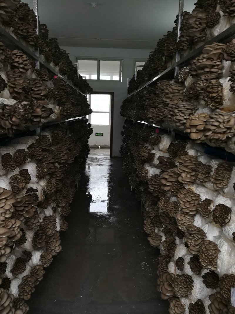 平菇出菇菌棒（可以根据需要订制）