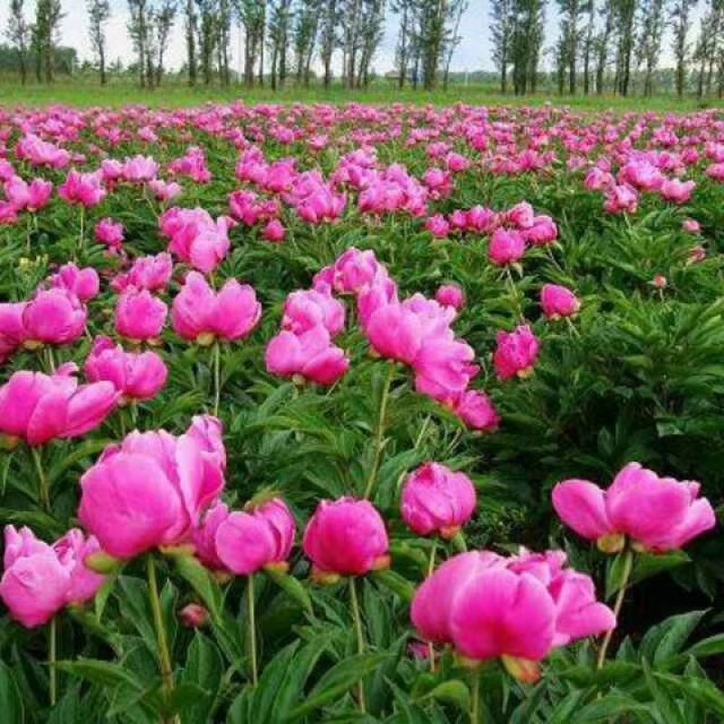 白芍芽，道地，亳白芍芽头，保证正品白芍，亩用芽头3000