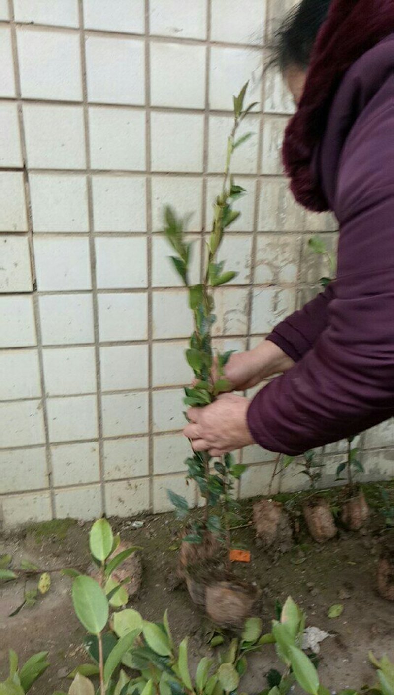 油茶苗
