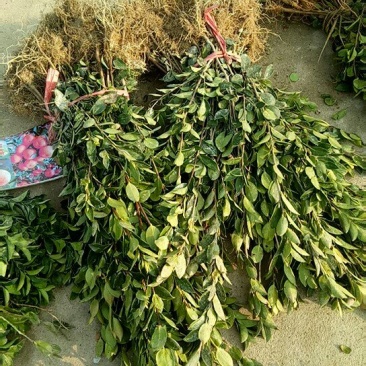 油茶苗