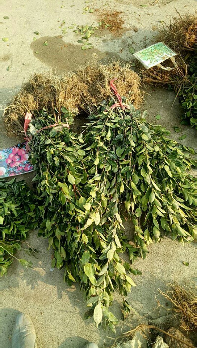 油茶苗