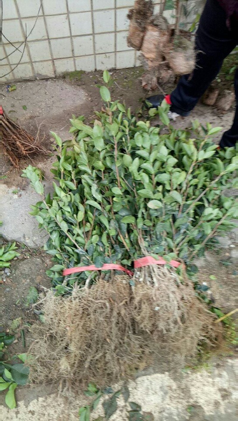 油茶苗