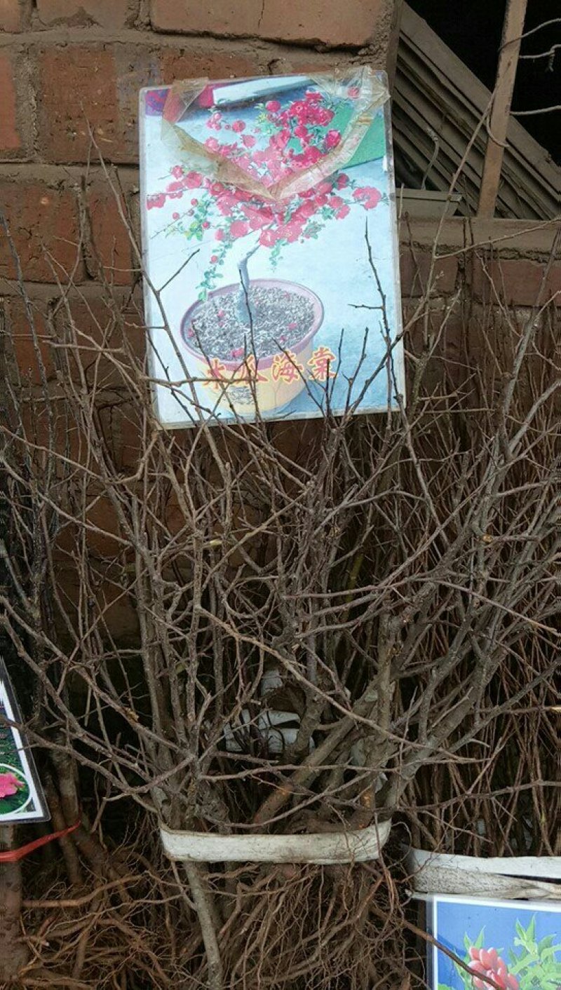 种苗