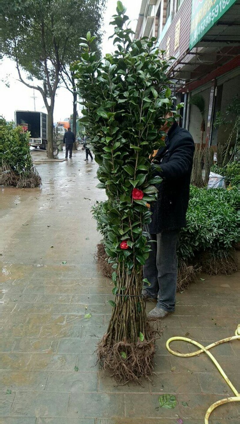 种苗