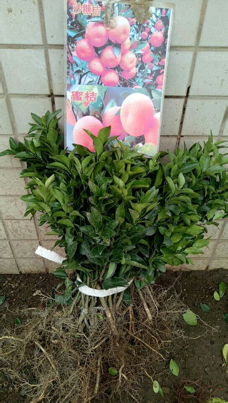 种苗