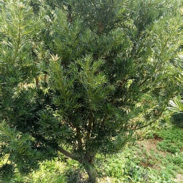 种苗