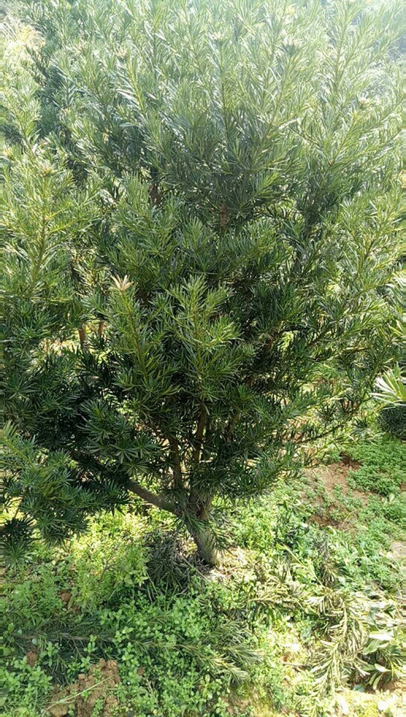 种苗