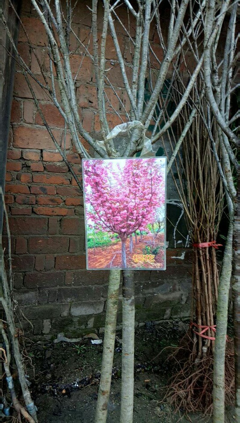 种苗
