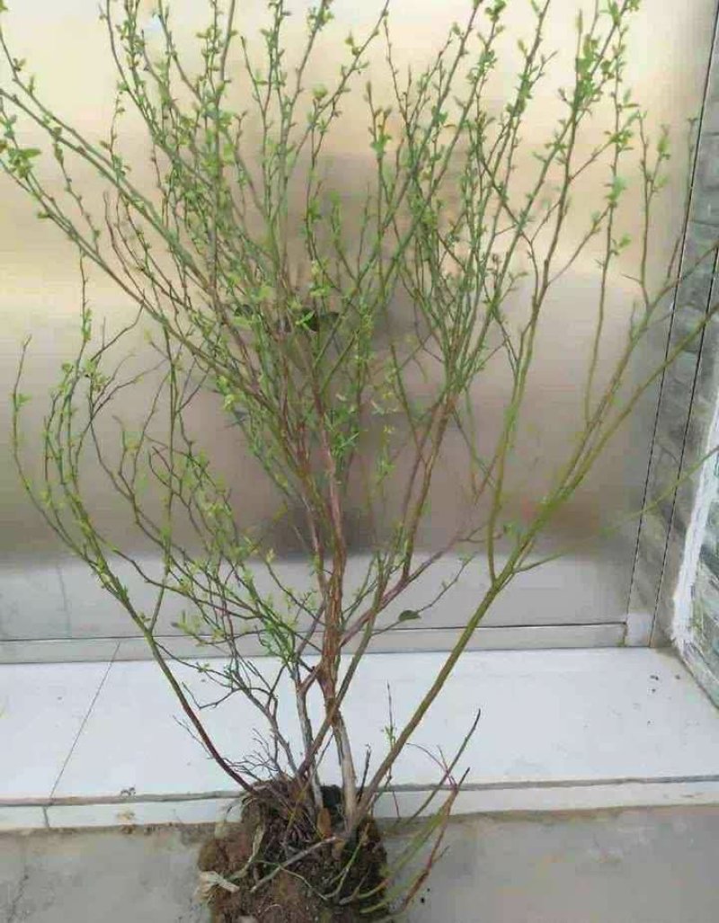 抗寒蓝莓苗！六年挂果大苗南北方种植，当年大量挂果苗