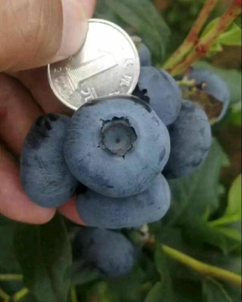 抗寒蓝莓苗！六年挂果大苗南北方种植，当年大量挂果苗