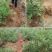 抗寒蓝莓苗！六年挂果大苗南北方种植，当年大量挂果苗
