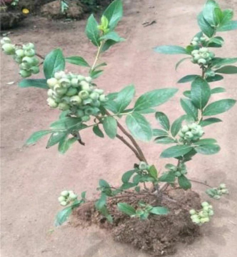 抗寒蓝莓苗！六年挂果大苗南北方种植，当年大量挂果苗