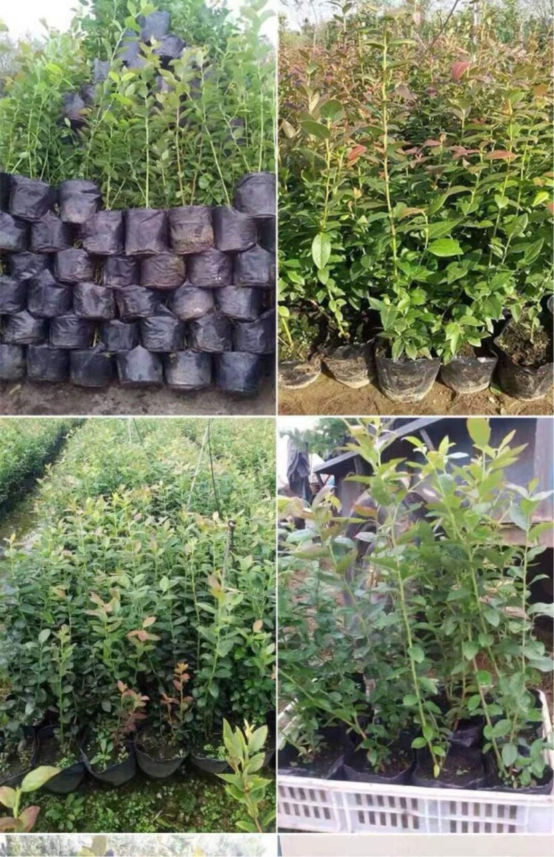 抗寒蓝莓苗！六年挂果大苗南北方种植，当年大量挂果苗