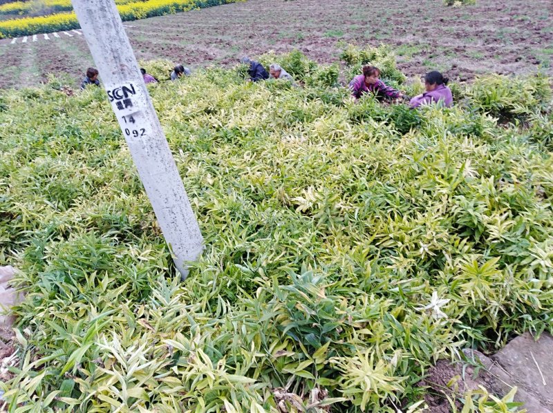 黄精块茎苗，大量供应，需要及时联系，需要赶快