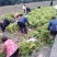 黄精块茎苗，大量供应，需要及时联系，需要赶快
