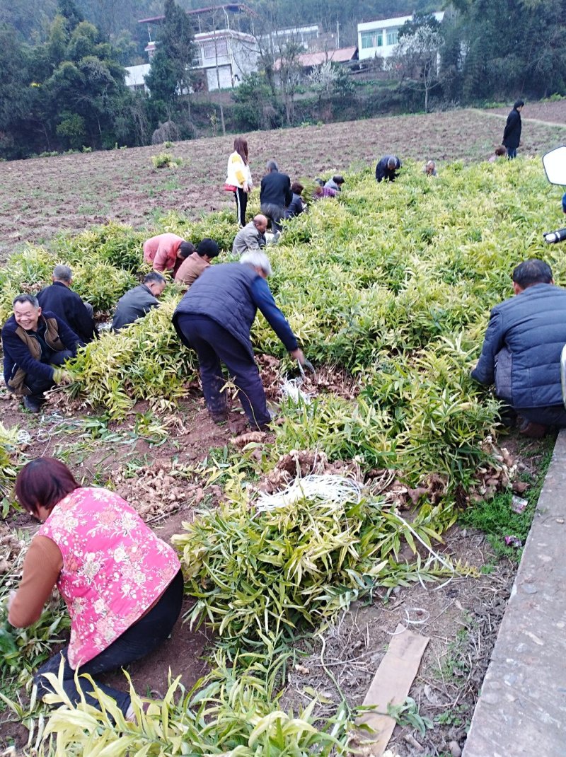 黄精块茎苗，大量供应，需要及时联系，需要赶快