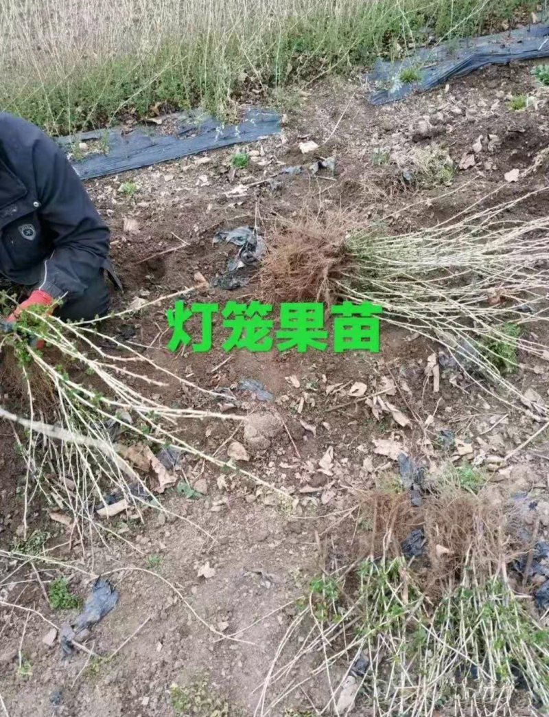 灯笼果苗红醋栗莓苗鹅莓苗抗寒能力强当年挂果大苗