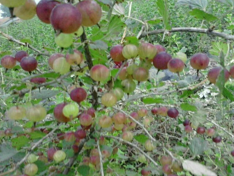 灯笼果苗红醋栗莓苗鹅莓苗抗寒能力强当年挂果大苗
