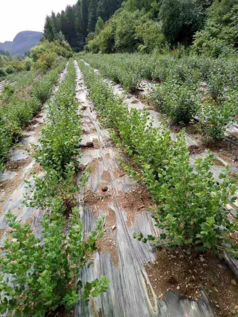 灯笼果苗红醋栗莓苗鹅莓苗抗寒能力强当年挂果大苗