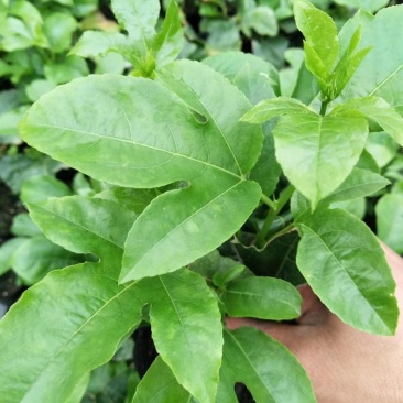 大量供应优质百香果种苗