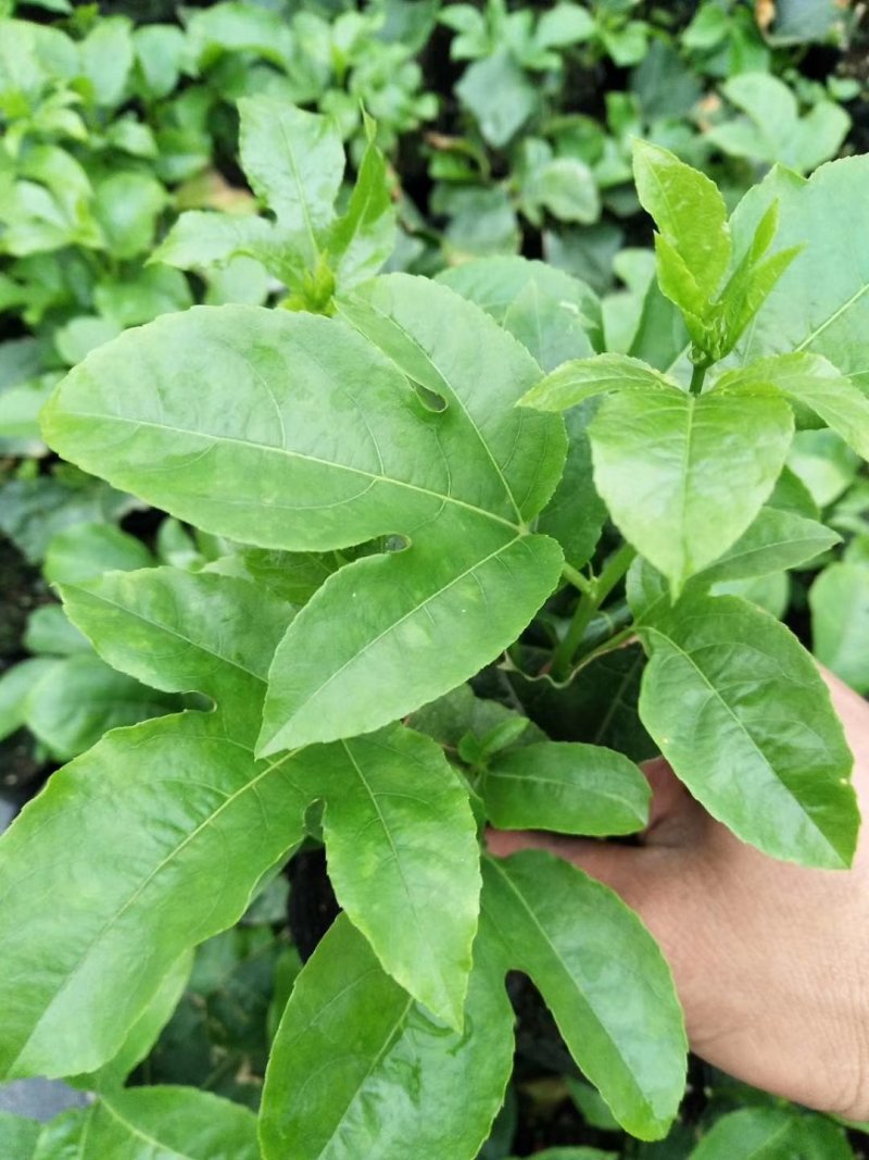 大量供应优质百香果种苗