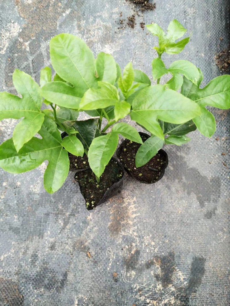 大量供应优质百香果种苗