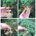 大量供应优质百香果种苗