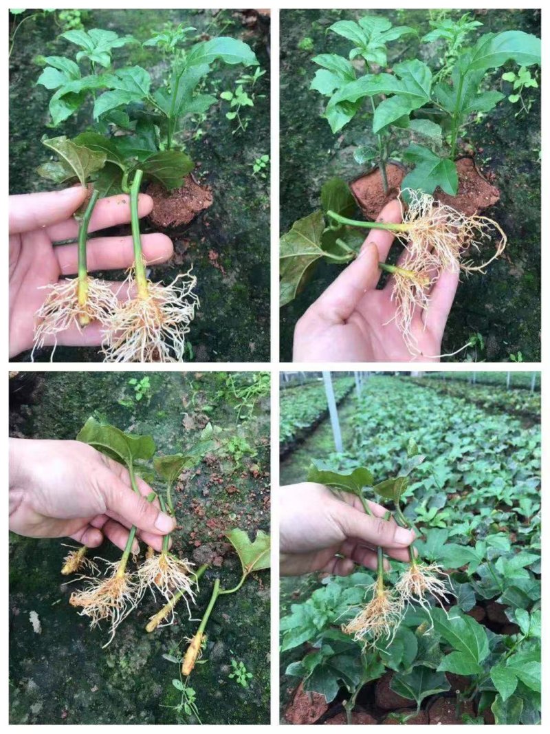大量供应优质百香果种苗