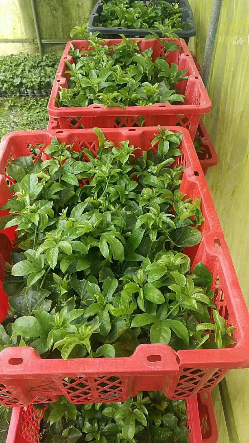 大量供应优质百香果种苗