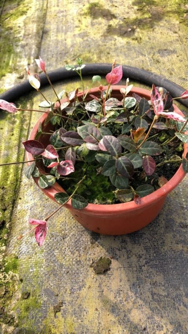 月季花花叶络石