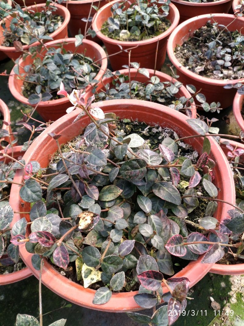 月季花花叶络石