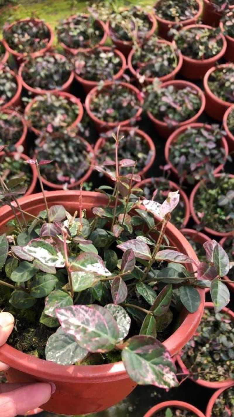 月季花花叶络石