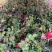 月季花花叶络石