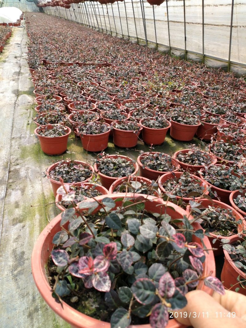 月季花花叶络石